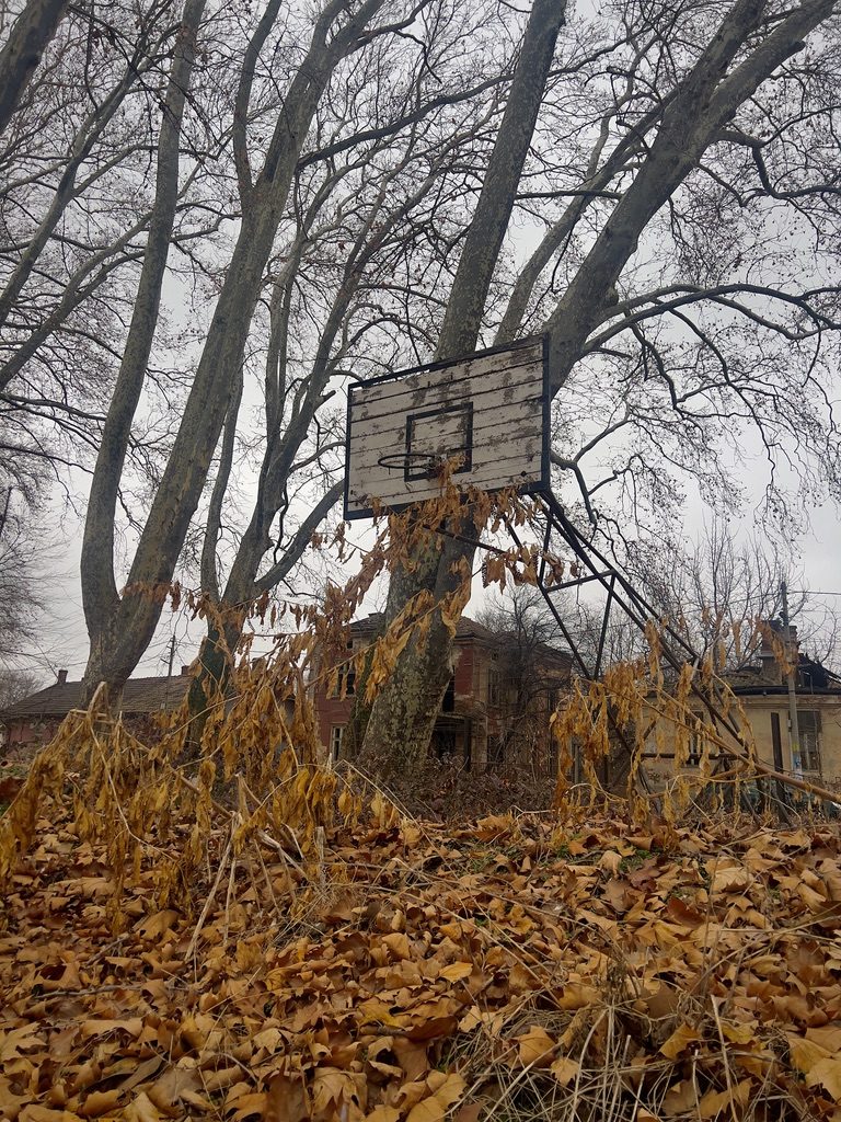 A weathered basketball hoop under bare plane trees and fallen leaves