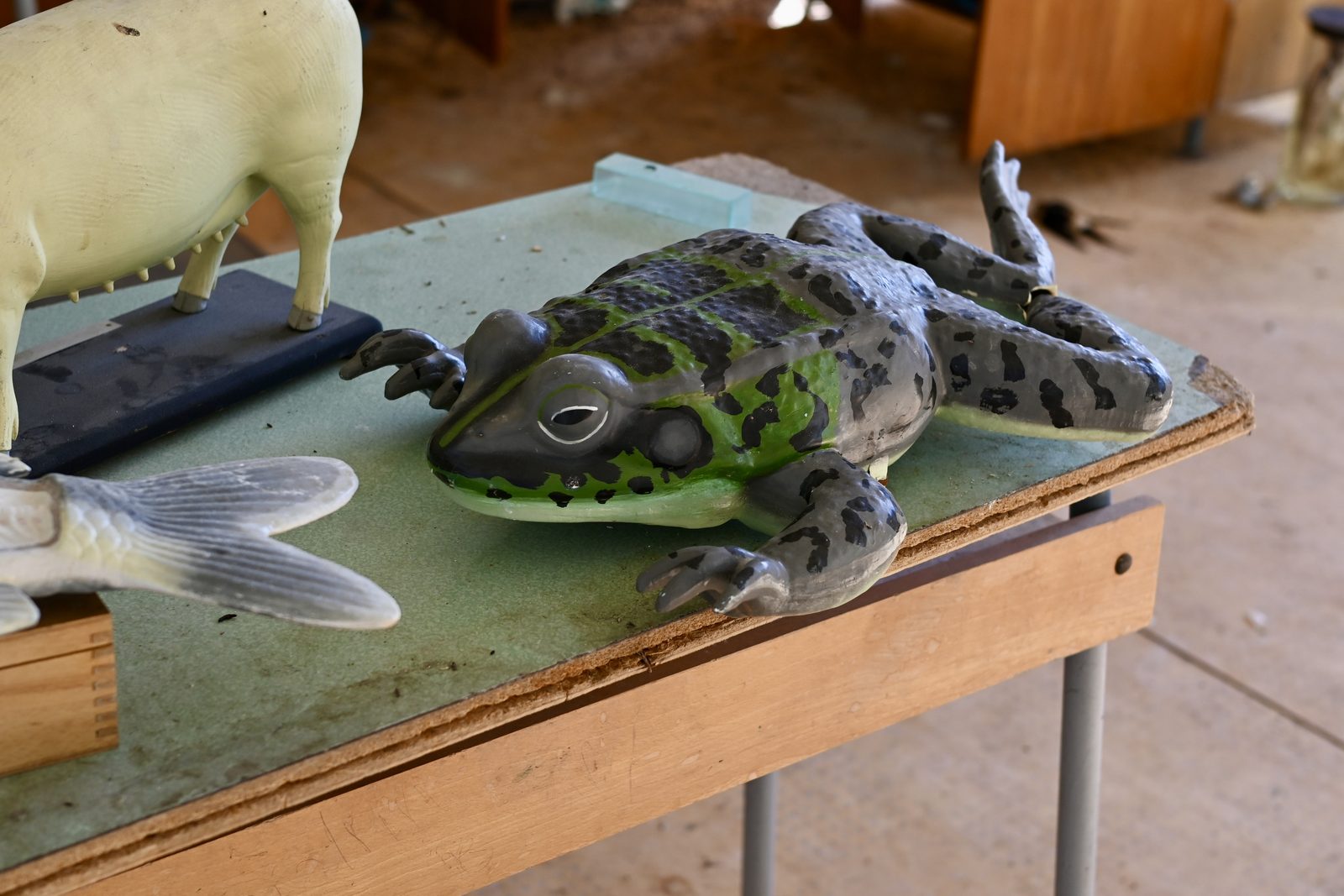 A painted frog model left on a classroom table